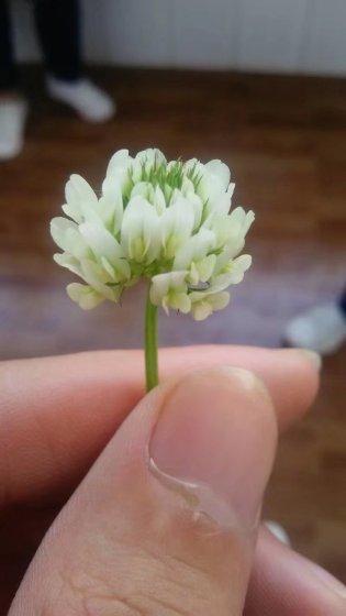 血梦核最漂亮的照片